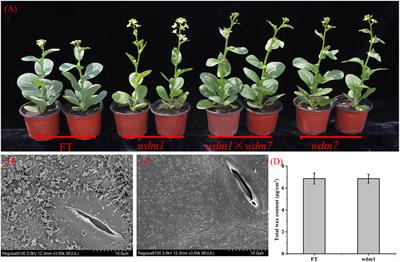 Identification of an epicuticular wax crystal deficiency gene Brwdm1 in Chinese cabbage (Brassica campestris L. ssp. pekinensis)